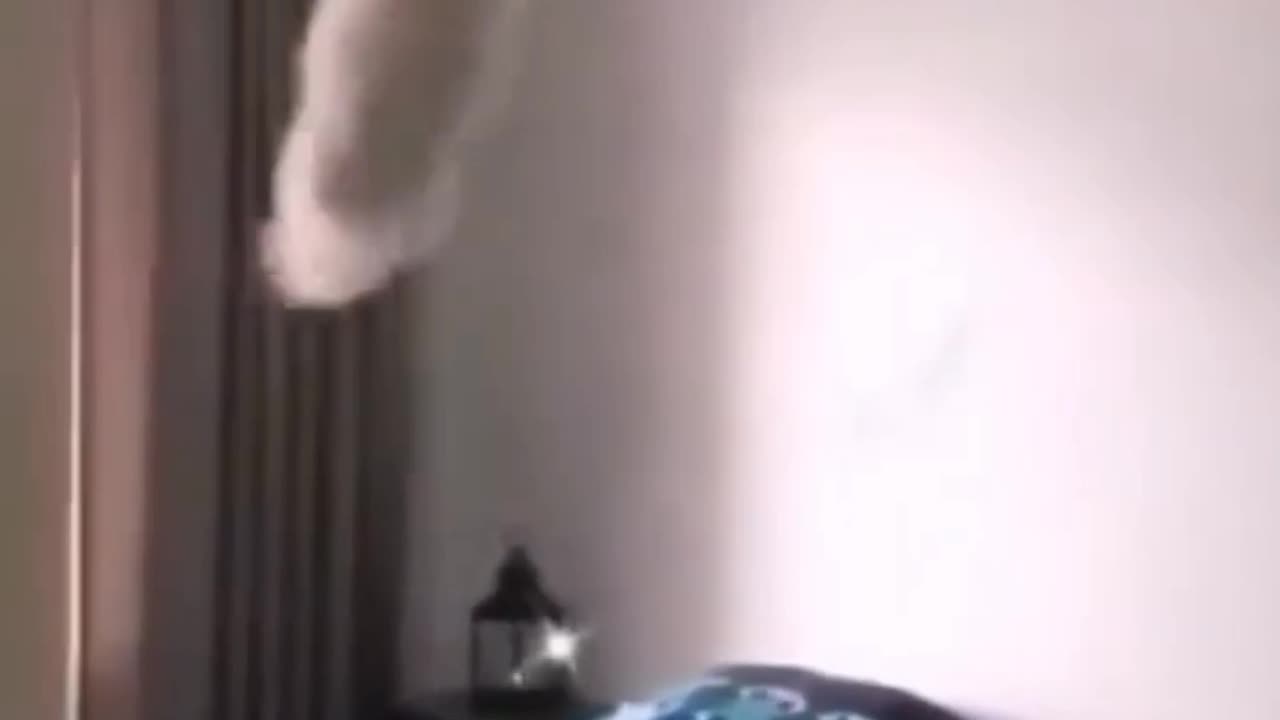 Cute cat and dogs 🐶🐕 funny moments