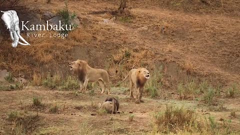 Final Battle Of The Old Lion King