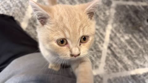 Kitten politely asking to get petted