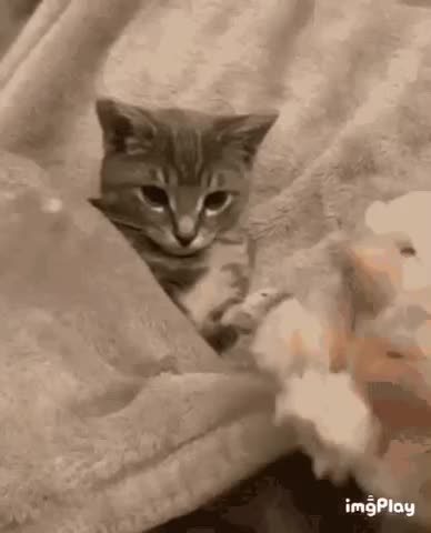 Cute Cat Gif