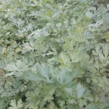 Parsley