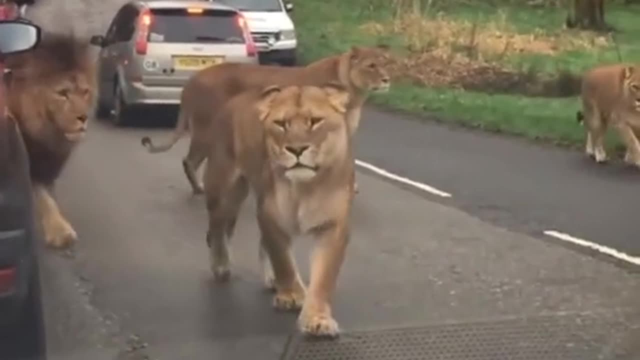 King of the Jungle: Lions in Action 🦁