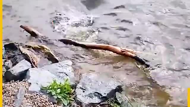 Funny Videos 🤣🤣