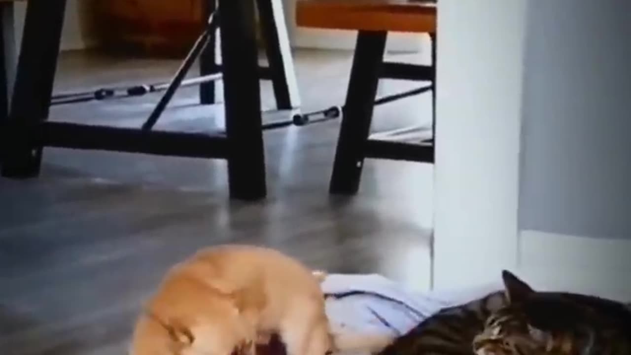 Most funny #viral