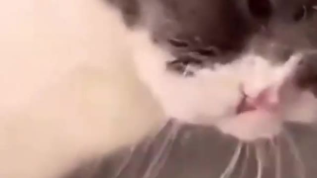 Kittens Meowing Loudly Baby Cats - Cute and Funny Cat Videos Compilation - video
