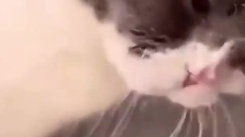 Kittens Meowing Loudly Baby Cats - Cute and Funny Cat Videos Compilation - video