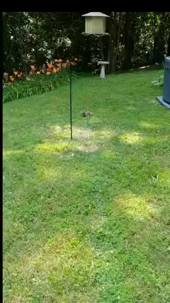 Look at Mika The Squirrel's back her fur is so shiny and sleek!!!