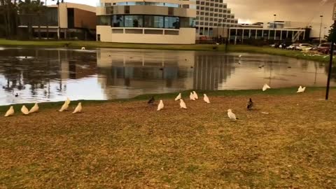 Flock of Cockatoos