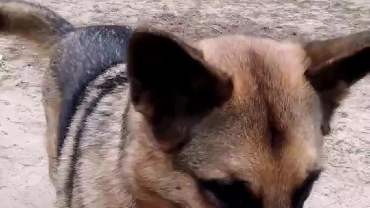 Frisbee Fun