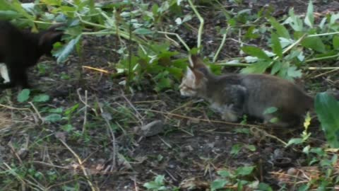 Kitens in garden