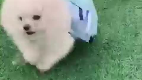 funny dog