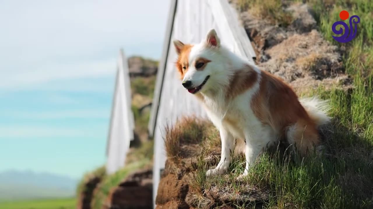 Animal Life in North Iceland