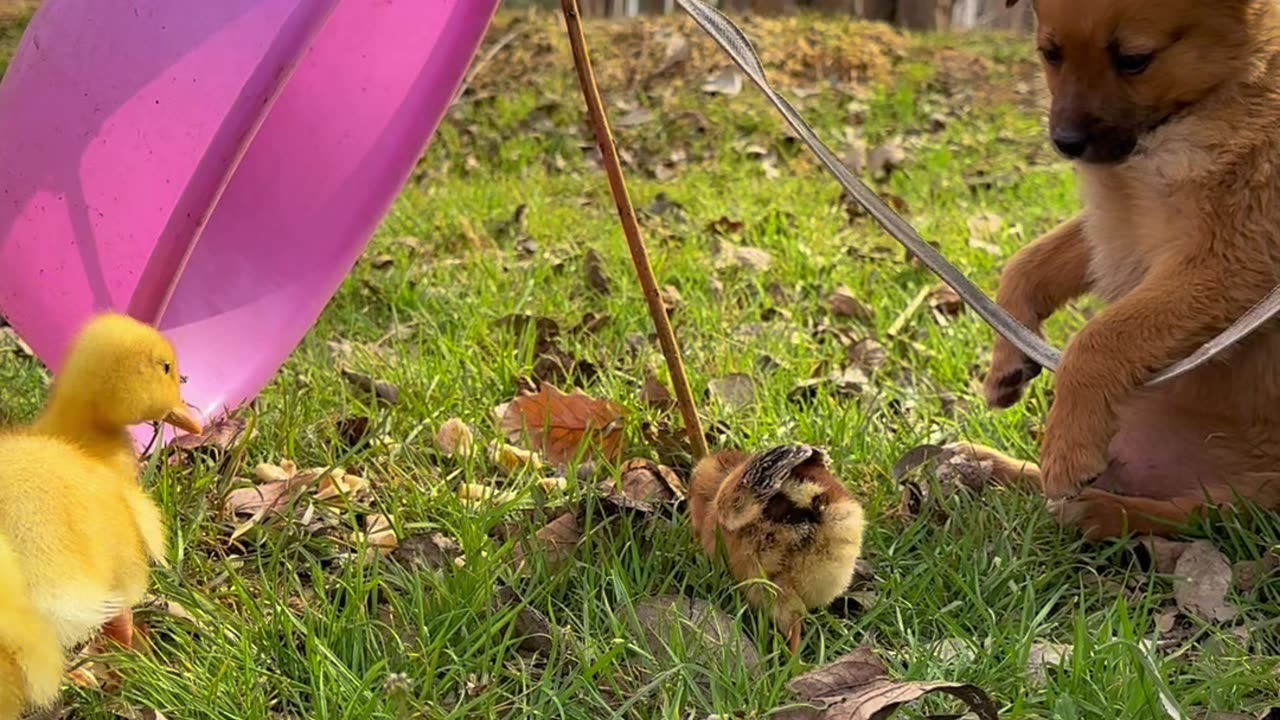 Cute baby puppy ππΆπ playing with love bird π¦ #cuteanimals #cuteclips #funnyanimals #cutepuppy