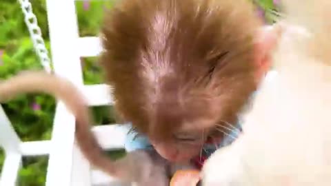 Monkey Baby