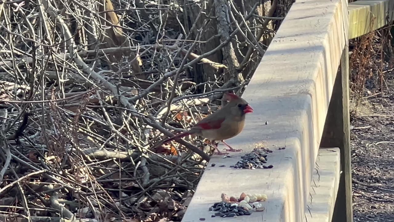 Beautiful female Cardinal