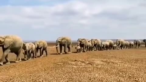 Elephant wildlife migration