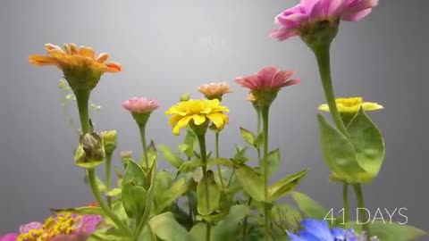 Growing Flowers Time Lapse - 47 Days