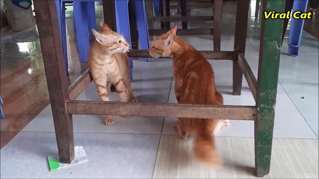 Cats Fighting And Meowing