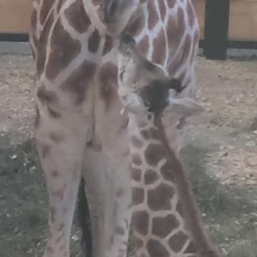 Momma giraffe feeding baby giraffe... epic to be able to witness it.