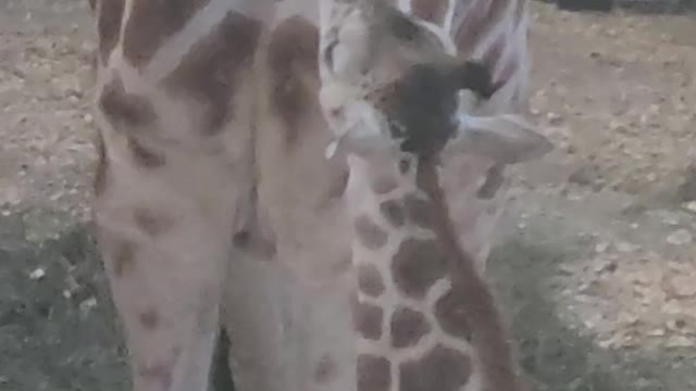 Momma giraffe feeding baby giraffe... epic to be able to witness it.