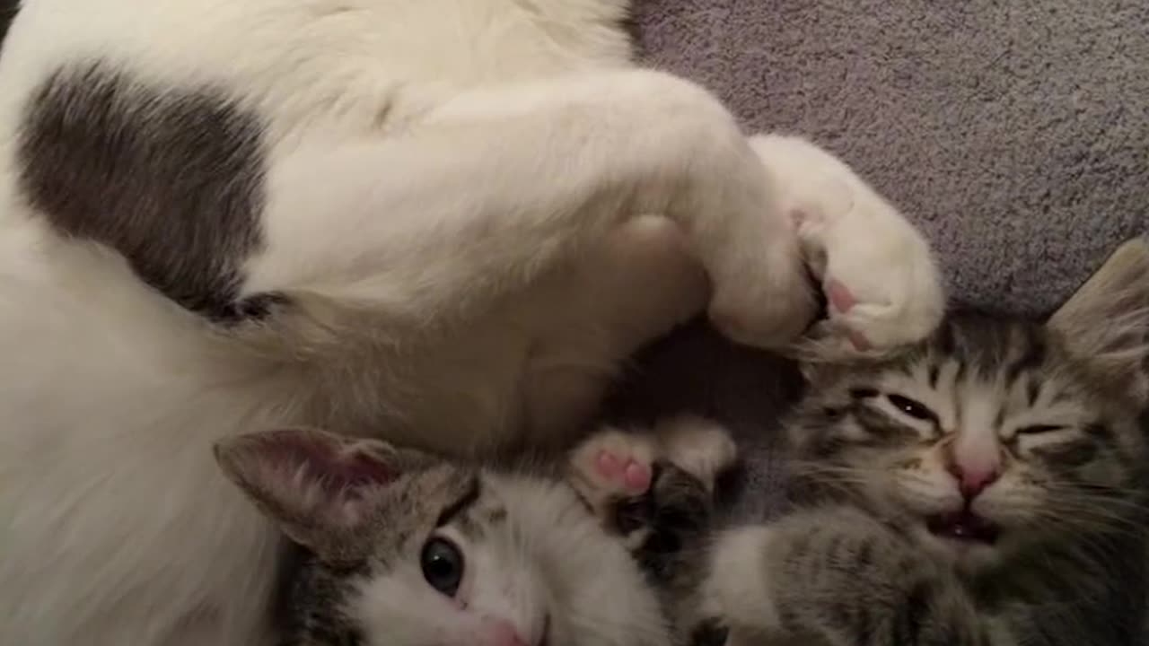 BEST Cat Dad Helps Feral Kitten Get Adopted | The Dodo