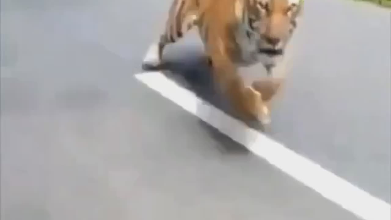 Tiger attack on Motorbikers #short