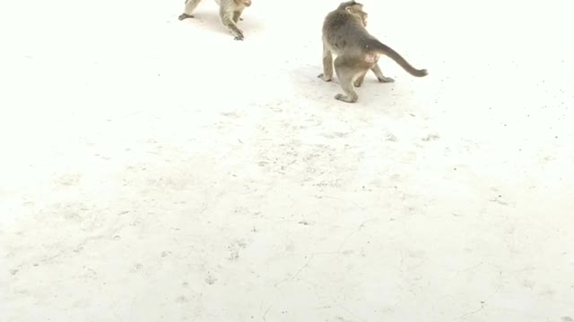 Monkey And Monkey Fight Funny Video Monkey Drink water