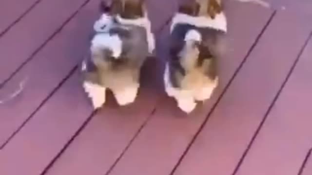 A Meiguice dos Animais...