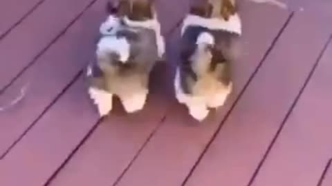 A Meiguice dos Animais...