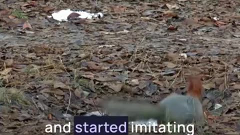 5 Amazing Facts About Squirrels (Part 3 of 5)- Try Not To Laugh #squirrel #outside #funnyanimals