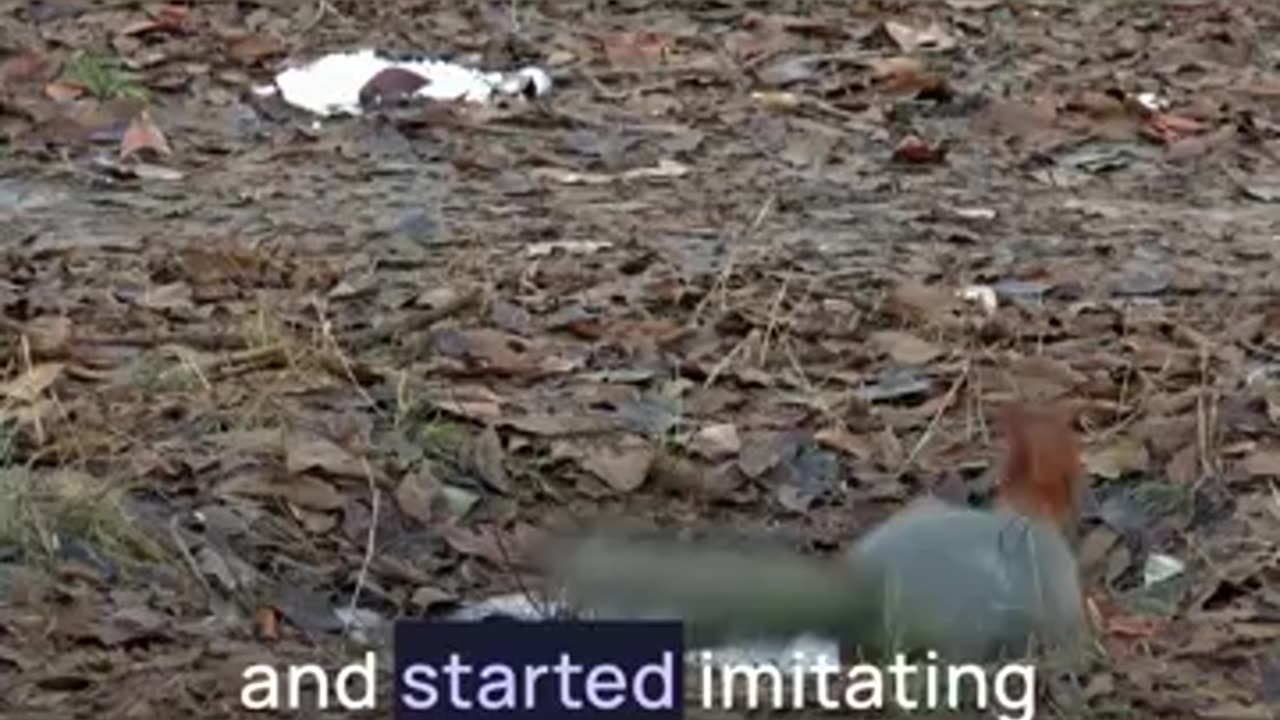 5 Amazing Facts About Squirrels (Part 3 of 5)- Try Not To Laugh #squirrel #outside #funnyanimals