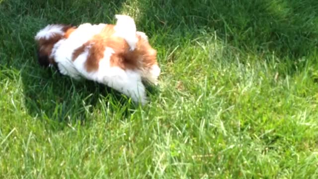 little shih tzu learning to run for the first time