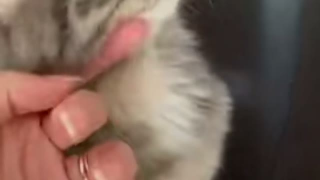 Cat loves side patting