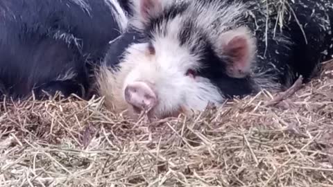 Kune Kunes
