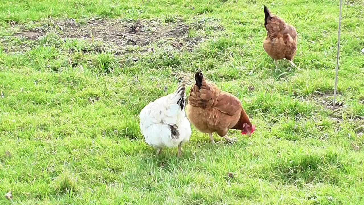 Chickens Domestic Hen Poultry Poland Village