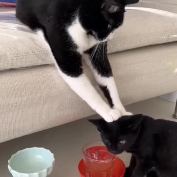 Forced hydration during hot summer days