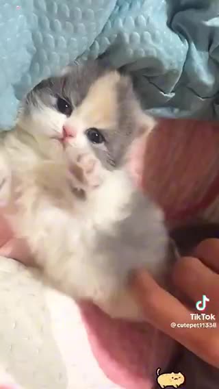 Sweet kittens beautiful kitten