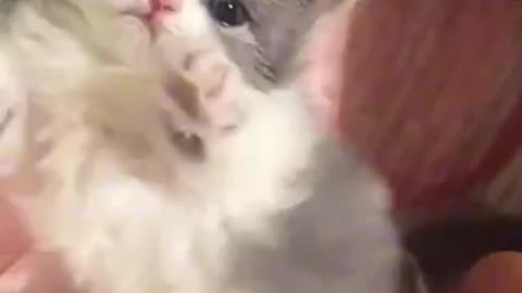 Sweet kittens beautiful kitten
