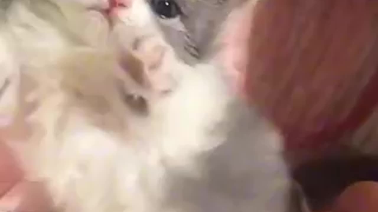 Sweet kittens beautiful kitten