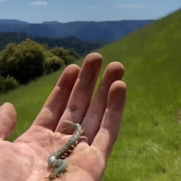 Tiger Centipede Bite on finger