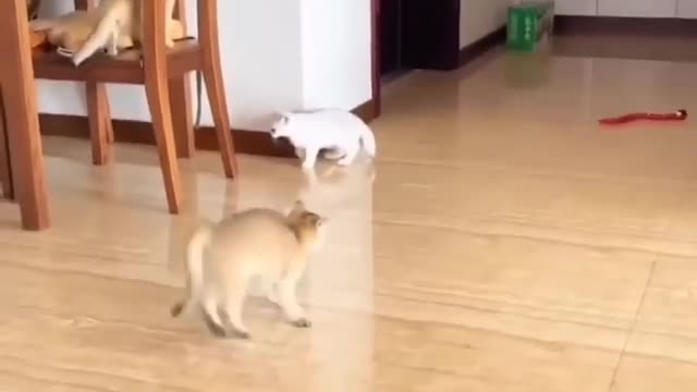 Cat jumping