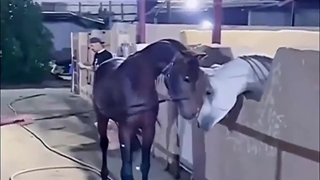 Comedy video shorts video