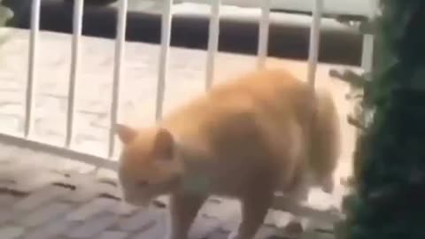 Why,d hi blamed the gate cat video