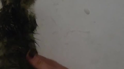 Heidi kitten first time waterless bath ever!