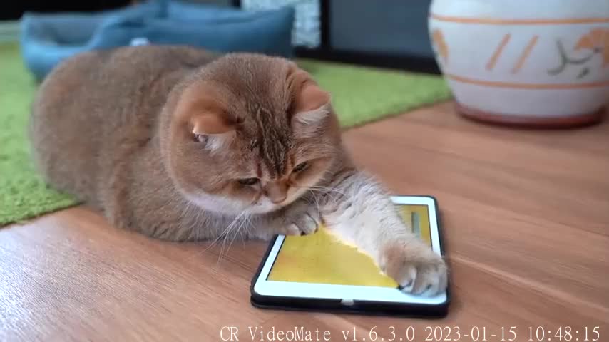 ‎Games for Cats!