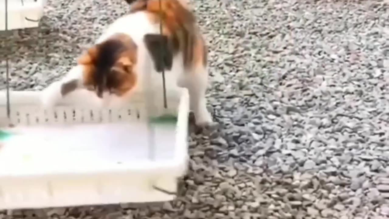 FUNNY & CRAZY CATS and DOGS 🐱🐶 Funniest Cute Animals Videos 2023