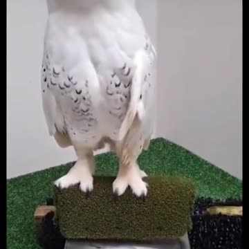 Funny Moment of Animals - Joy Funny Factory