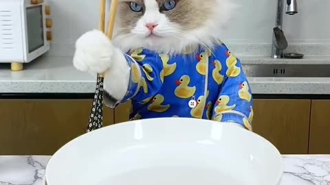 😂🤣Funny cats videos 😂🤣