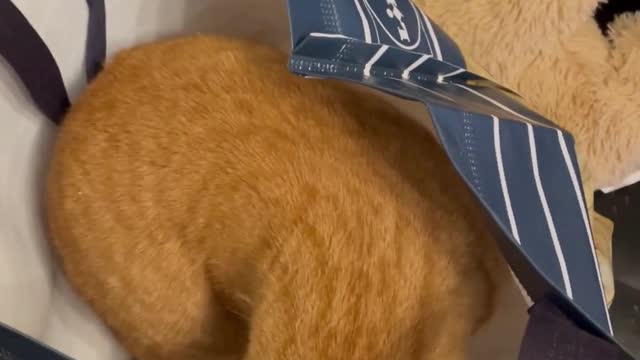 Cute Cats Playing in a Bag #3