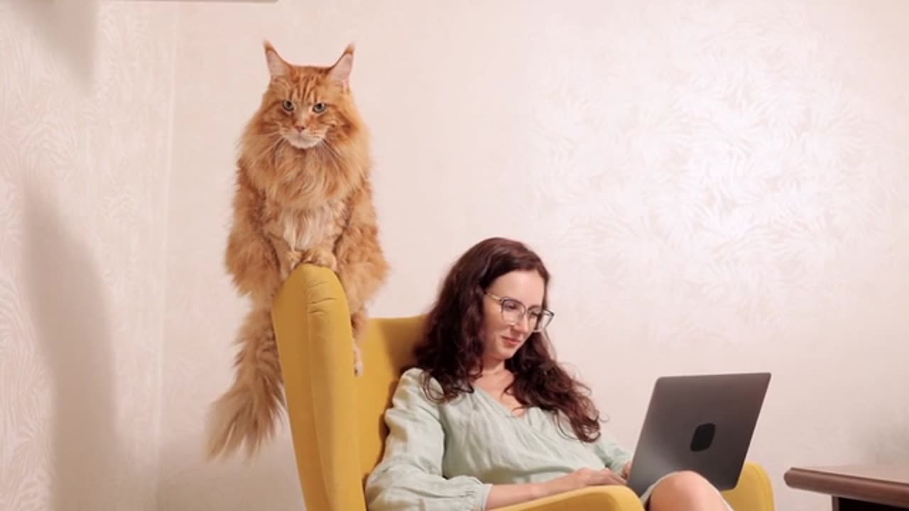 Cats on Screen: Watch This Adorable Feline React to Movies Like a Human